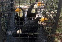 GAPA resgata tucano ferido em garagem de residência em Vinhedo