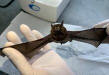 Valinhos registra dois novos casos de morcegos com raiva e total chega a seis em 2025