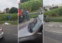 Acidente na Rodovia Anhanguera deixa ferido e dois cavalos mortos entre Vinhedo e Louveira