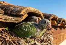 GCM orienta moradores a não retirar filhotes de maritaca encontrados em telhados