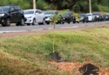 Ação ambiental em Vinhedo resulta no plantio de 21 árvores em avenida