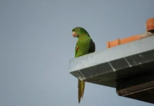 Maritaca com má formação nas patas é resgatada após cair em piscina