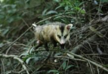 GCM de Vinhedo resgata filhote de rolinha e gambás em diferentes ocorrências