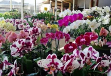 Vinhedo recebe Expo Orquídeas e Mundo Verde